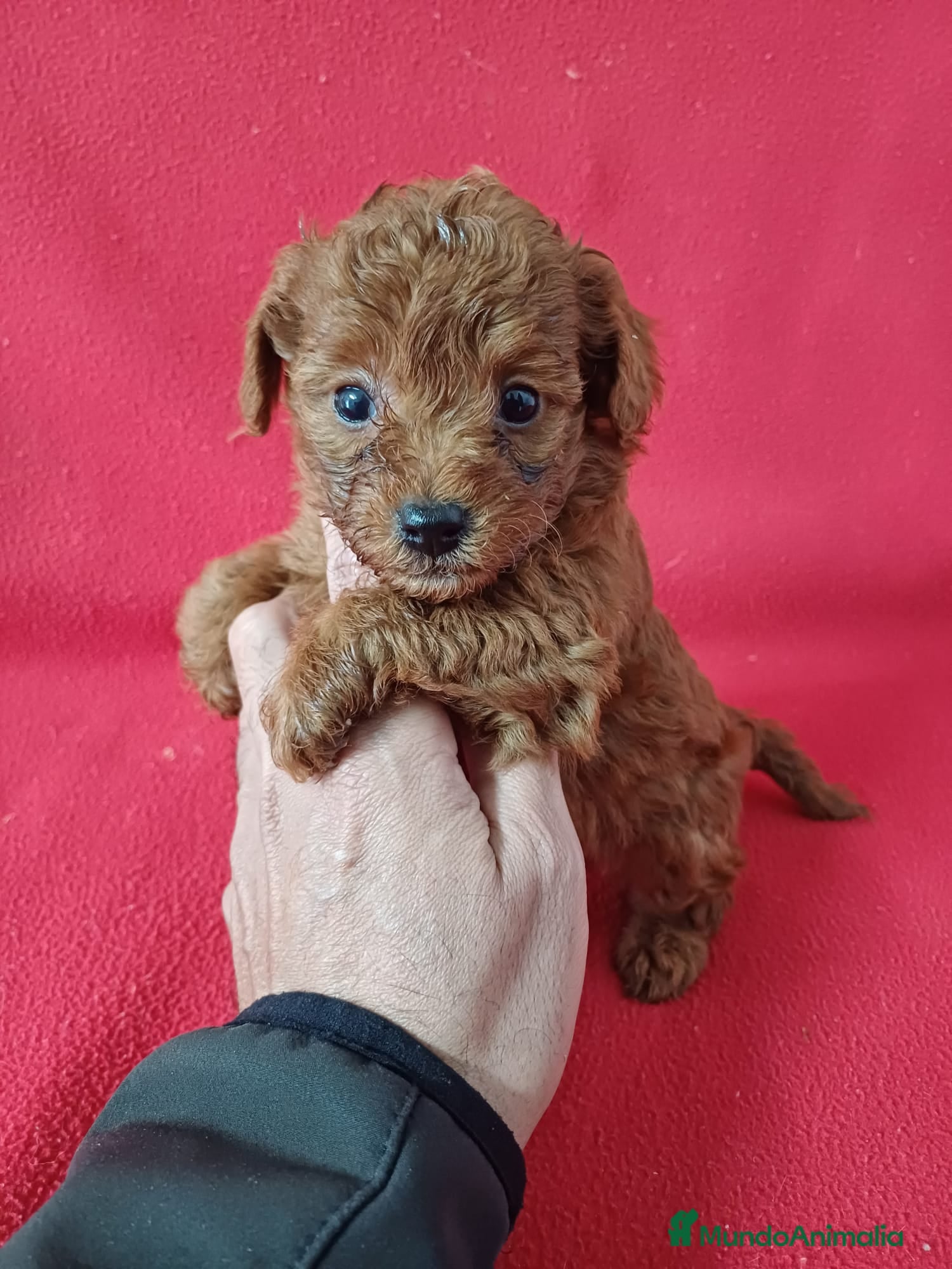 Caniche Enano perros Caniche Mini  - Anuncio 2