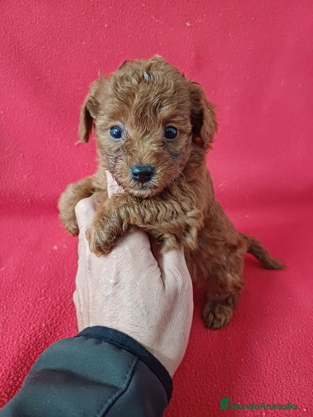 Caniche Enano perros en venta: Caniche Mini  - Anuncio 1