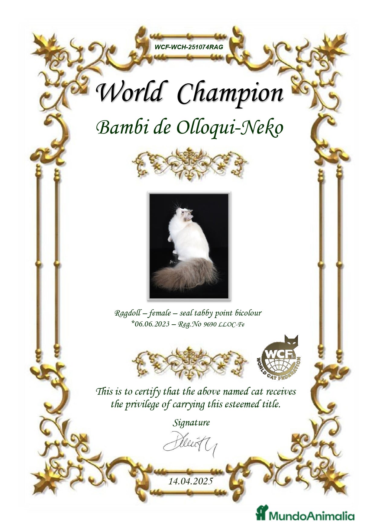 Ragdoll gatos Camada Ragdoll - Anuncio 2