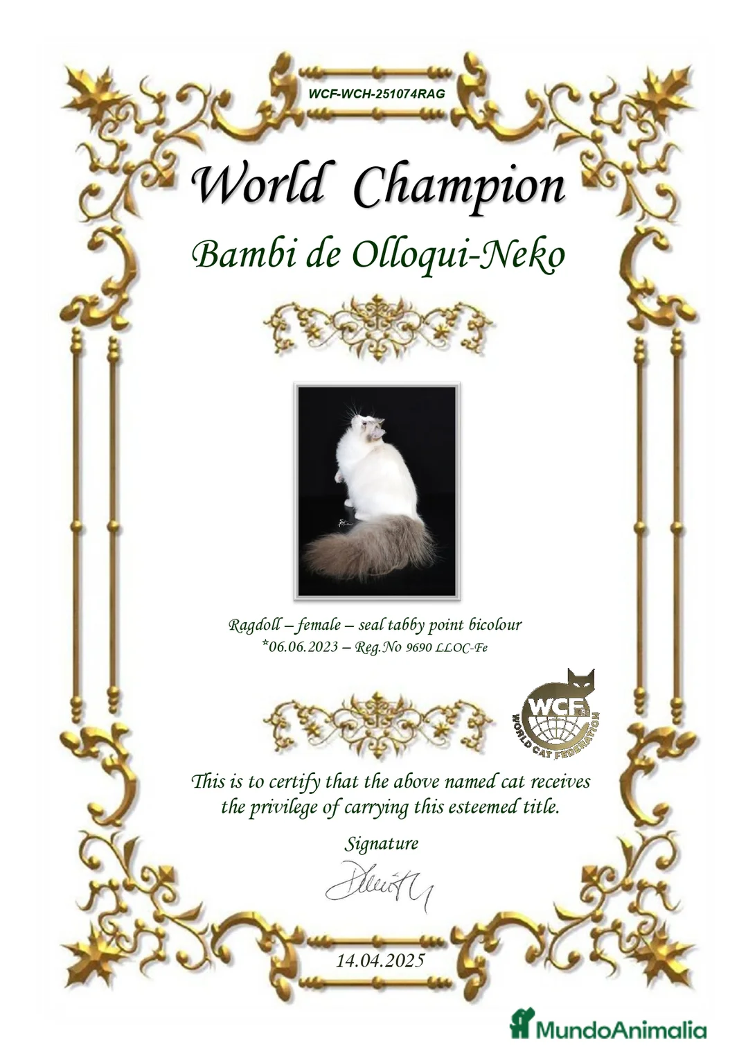 Ragdoll gatos en venta: Camada Ragdoll - Anuncio 2