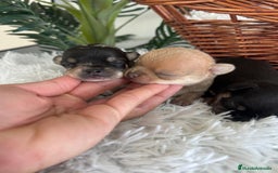 Chihuahua perros en venta: CHIHUAHUA - Imagen 9