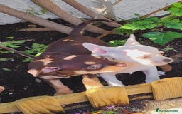 Chihuahua perros en venta: Chihuahua toy - Imagen 1