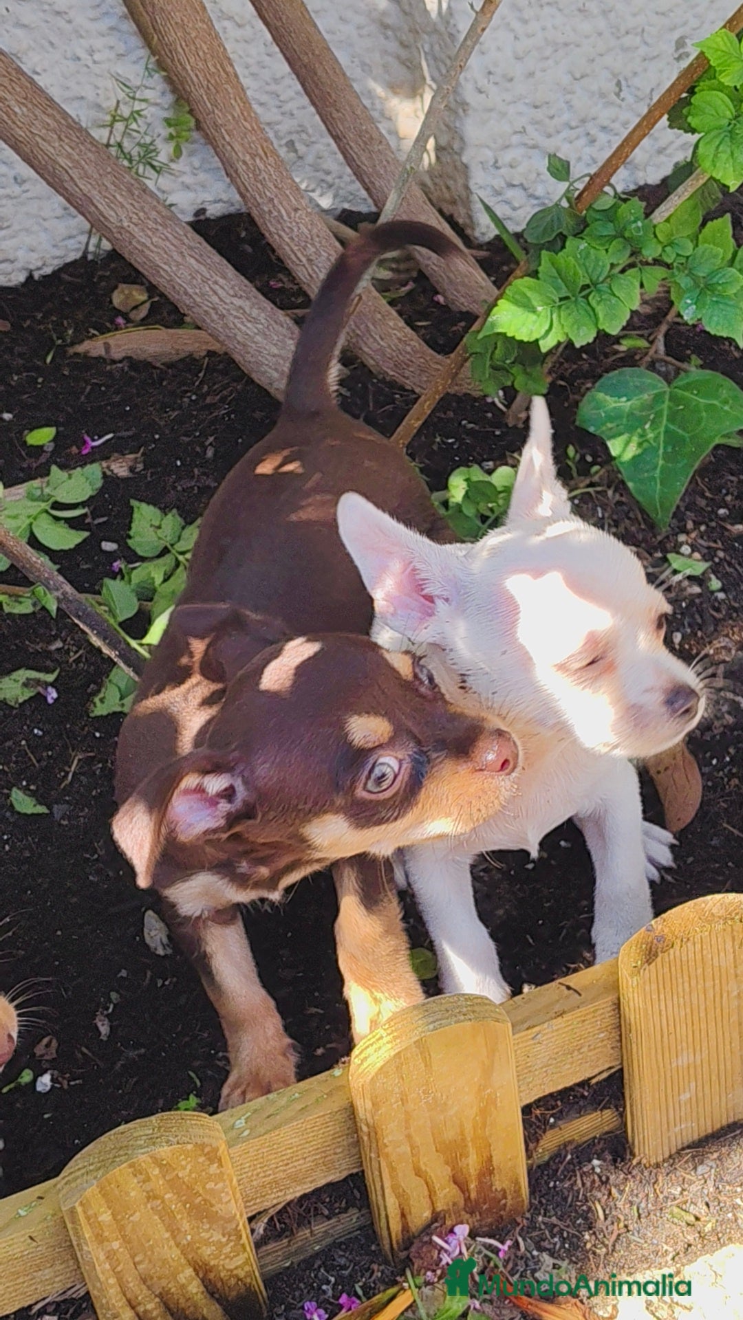 Chihuahua perros en venta: Chihuahua toy - Imagen 1