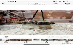 Shih Tzu perros en venta: Shiht-zu - Imagen 2