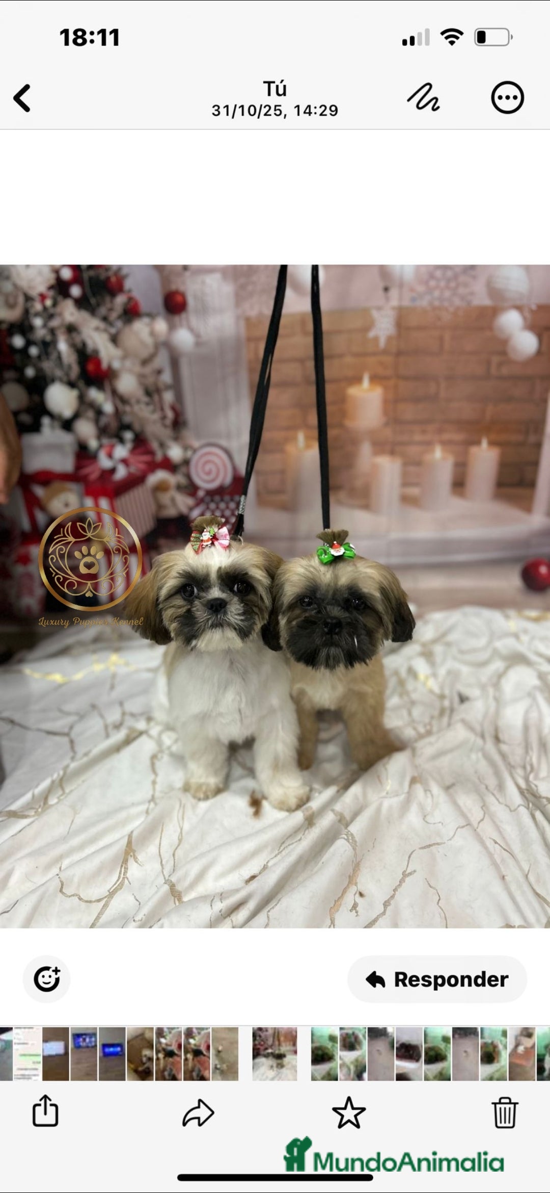 Shih Tzu perros en venta: Shiht-zu - Imagen 2