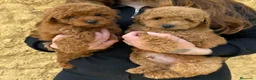 Caniche Enano perros en venta: Caniche enano rojo - Anuncio 1