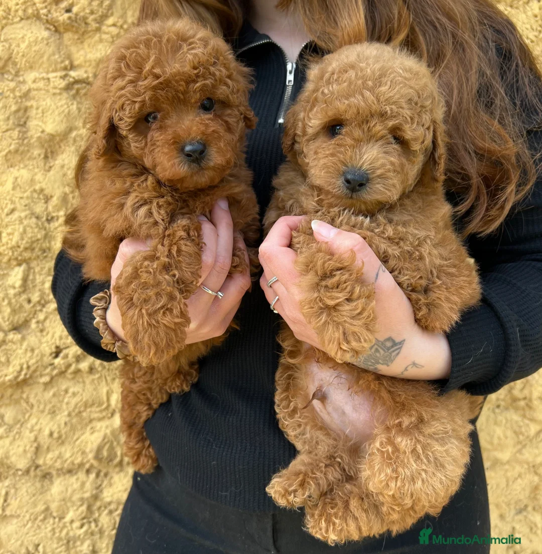 Caniche Enano perros en venta: Caniche enano rojo - Anuncio 1
