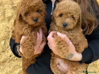 Caniche Enano perros Caniche enano rojo - Anuncio 3