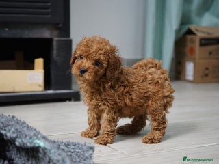 Caniche Toy perros 🐾 Atom – Caniche Toy rojo intenso ❤️✨ - Anuncio 1