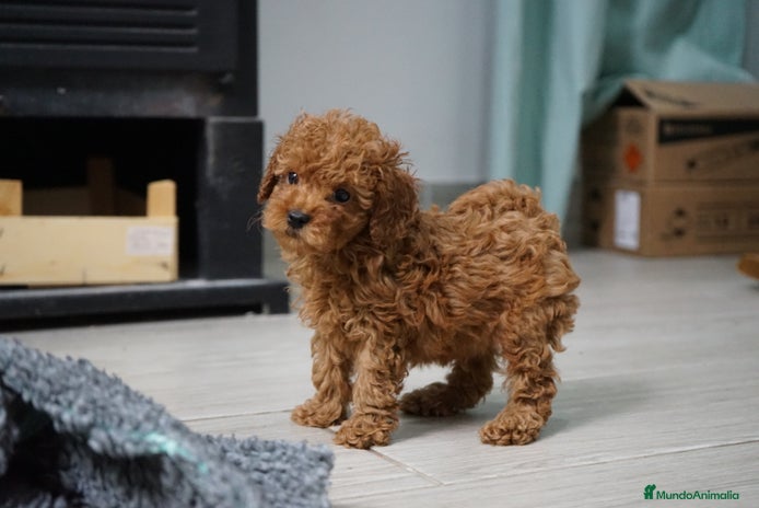 Caniche Toy perros 🐾 Atom – Caniche Toy rojo intenso ❤️✨ - Anuncio 1