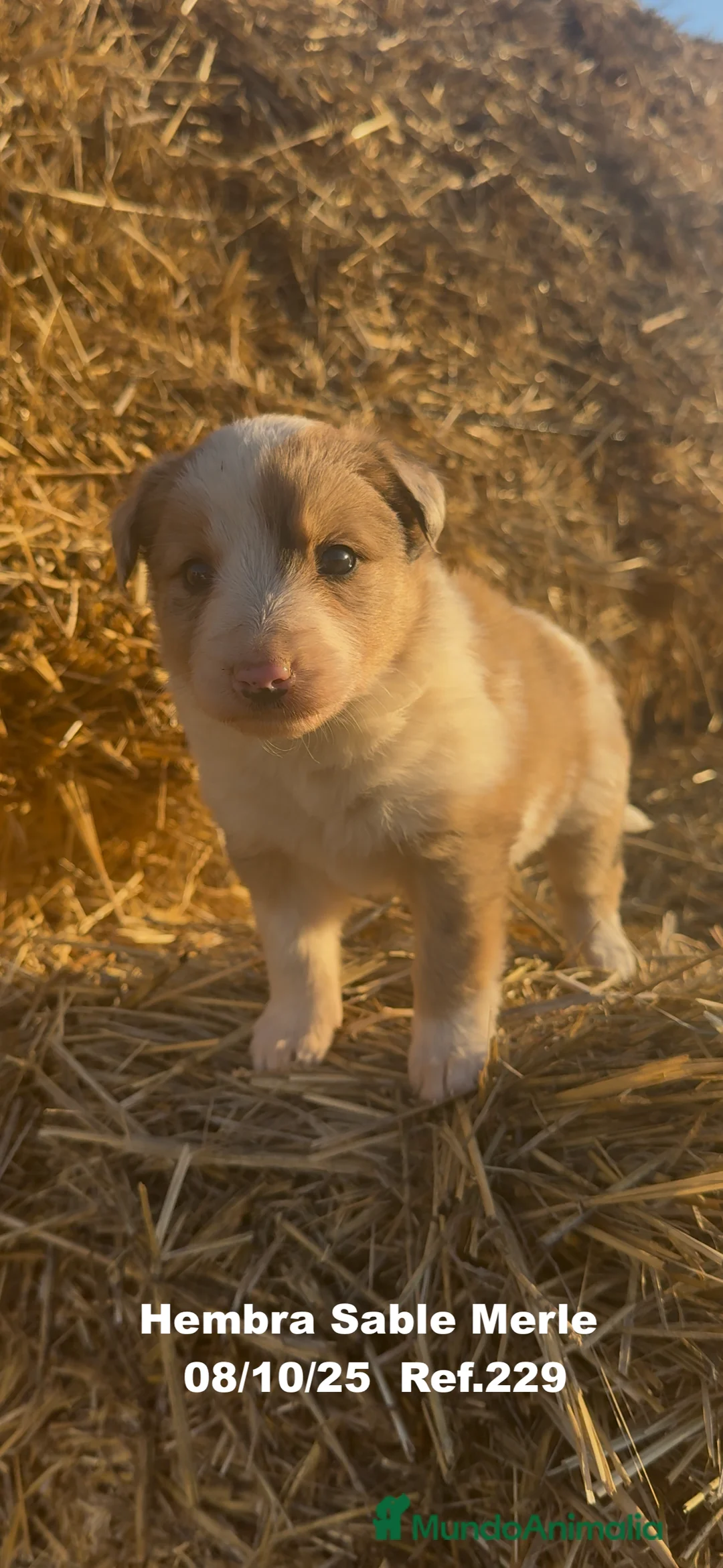 Border Collie perros en venta: BORDER COLLIE Sable Merle - Anuncio 4