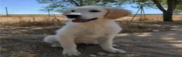Golden Retriever perros en venta: Preciosa hembra de golden retriever - Anuncio 12