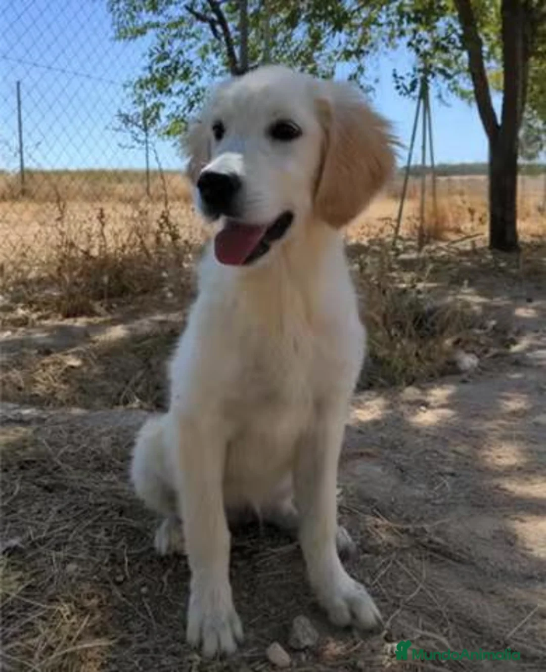 Golden Retriever perros en venta: Preciosa hembra de golden retriever - Anuncio 12