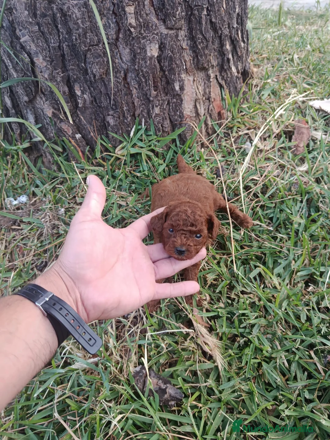 Caniche Toy perros en venta: PRECIOSOS CANICHE  ROJO LINEA TOY    - Anuncio 15