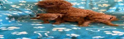 Caniche Toy perros en venta: Caniche toy - Anuncio 5