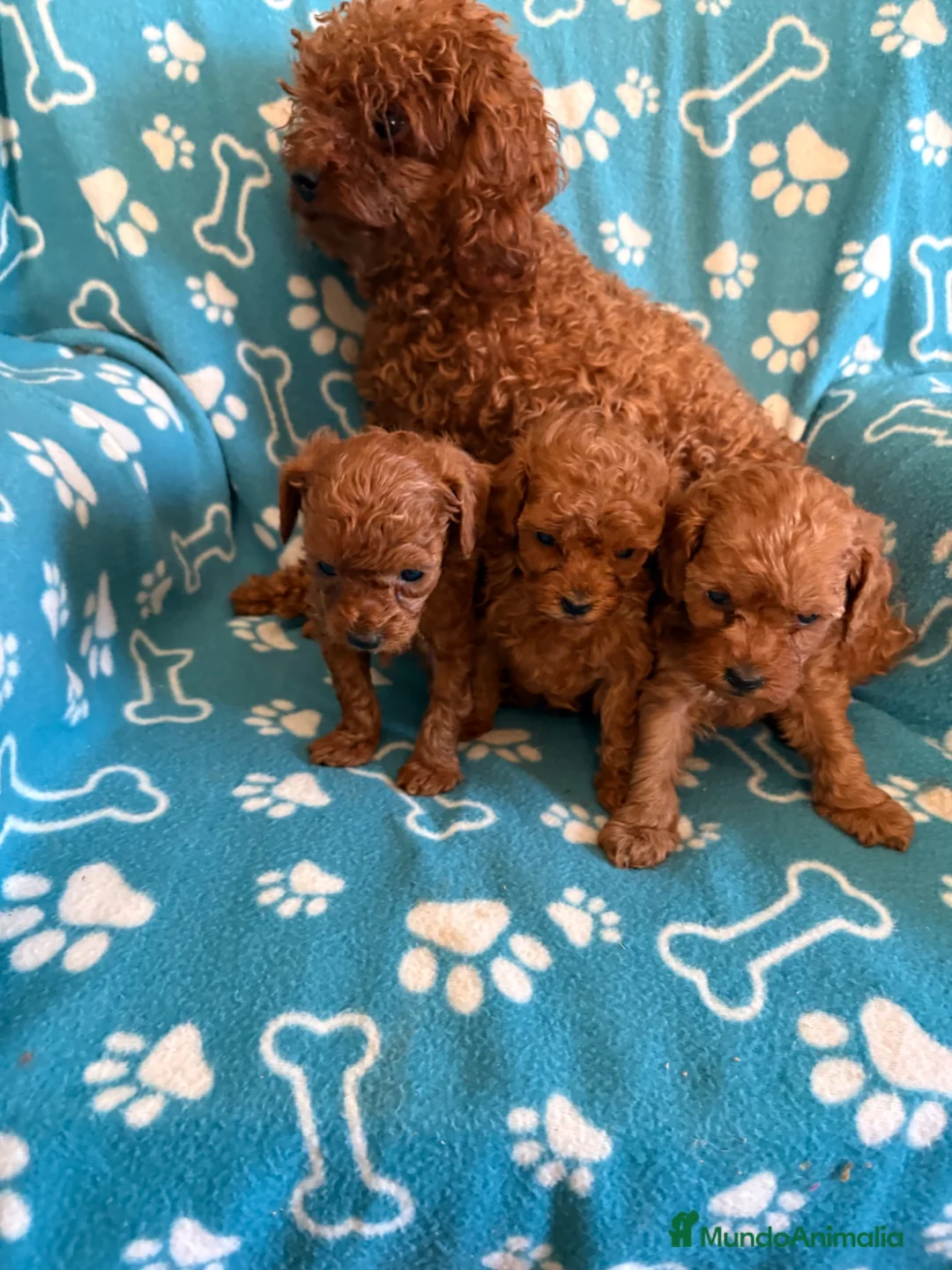 Caniche Toy perros en venta: Caniche toy - Anuncio 5