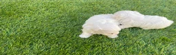Bichón Maltés perros en venta: Bichon maltés  - Anuncio 16