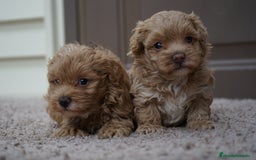 Maltipoo perros en venta: ✨ MOCHI y YUKI: dos hermanas Maltipoo ✨ - Imagen 7