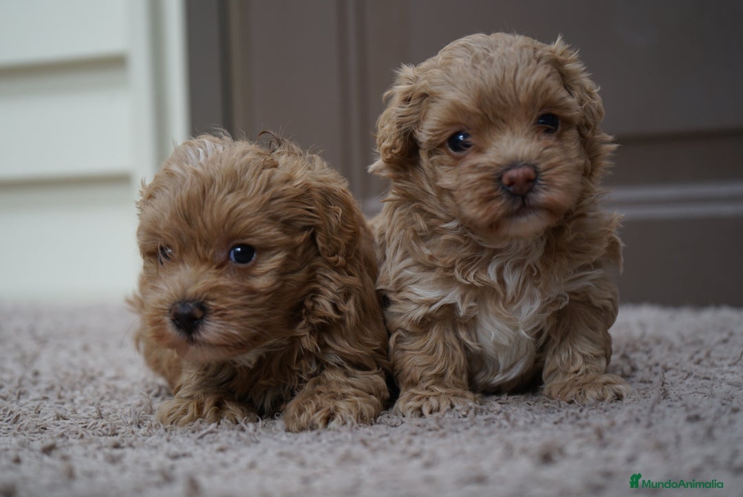 Maltipoo perros en venta: ✨ MOCHI y YUKI: dos hermanas Maltipoo ✨ - Imagen 7