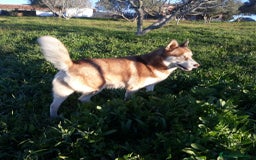 Husky Siberiano perros en venta: Husky Siberiano  - Anuncio 5