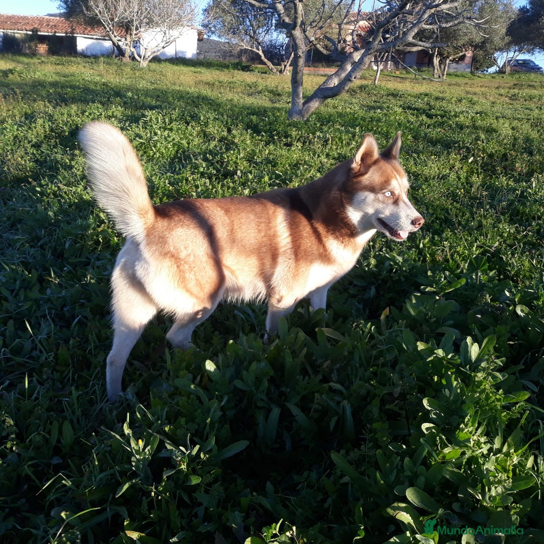 Husky Siberiano perros en venta: Husky Siberiano  - Anuncio 5