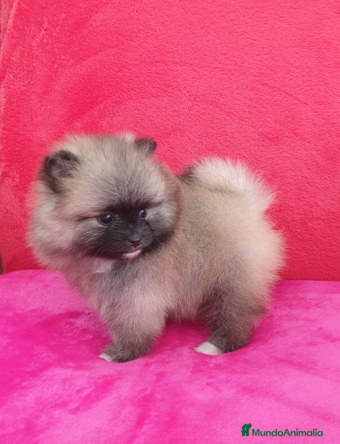 Pomerania perros en venta: Lulú de Pomerania muy peluditos en Barcelona - Anuncio 2