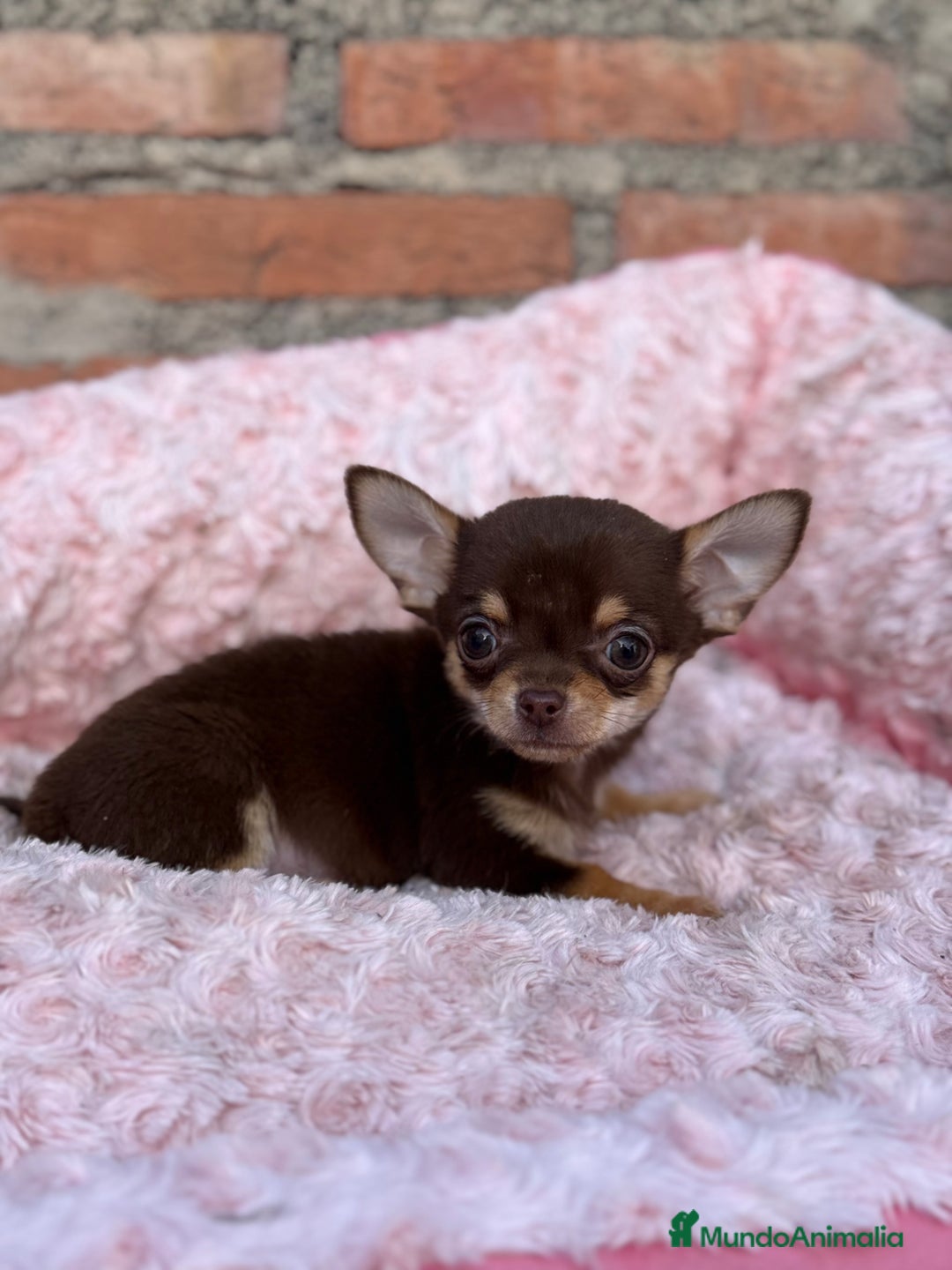 Chihuahua perros en venta: Chihuahua cabeza manzana toy macho - Anuncio 3