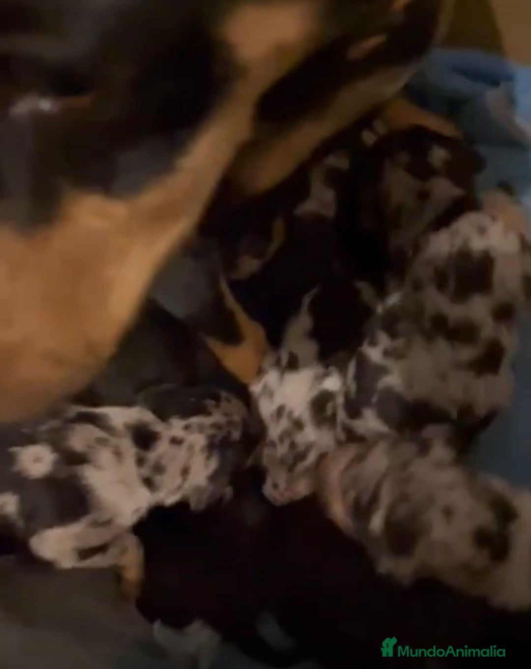 Pinscher Miniatura perros en venta: Pinscher miniatura  - Anuncio 10