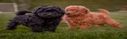 Caniche Toy perros en venta: Caniches Toy color negro  - Anuncio 5