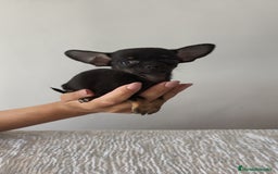 Chihuahua perros en venta: Chihuahua Toy hembra y macho  - Imagen 7