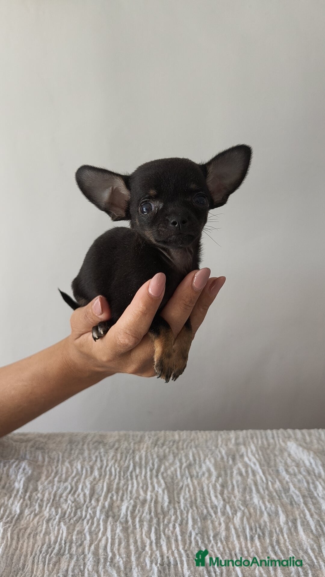 Chihuahua perros en venta: Chihuahua Toy hembra y macho  - Imagen 7