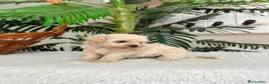 Maltipoo 1