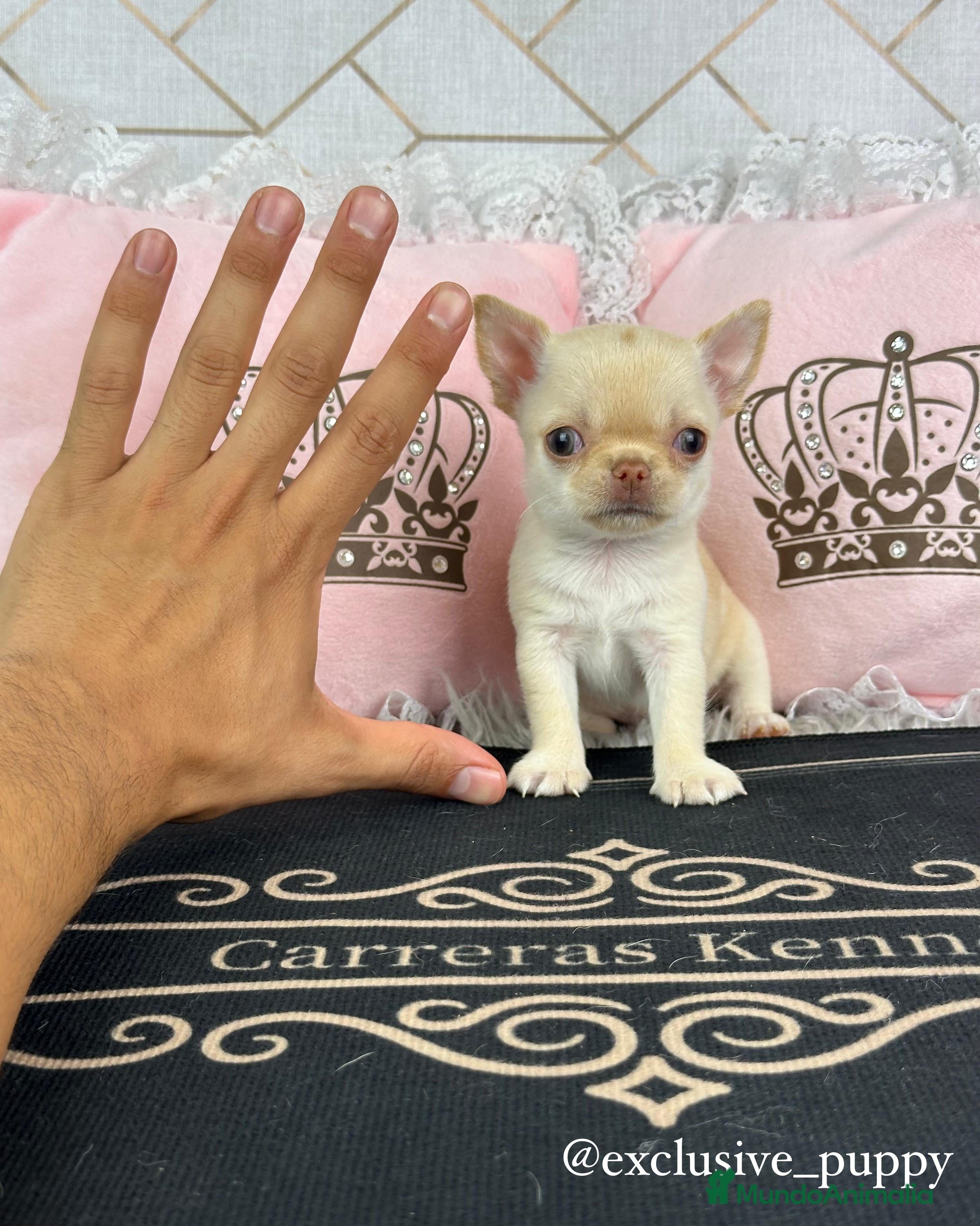 Chihuahua perros 🌸 Exclusiva Chihuahua Miniatura 🥇 - Anuncio 2