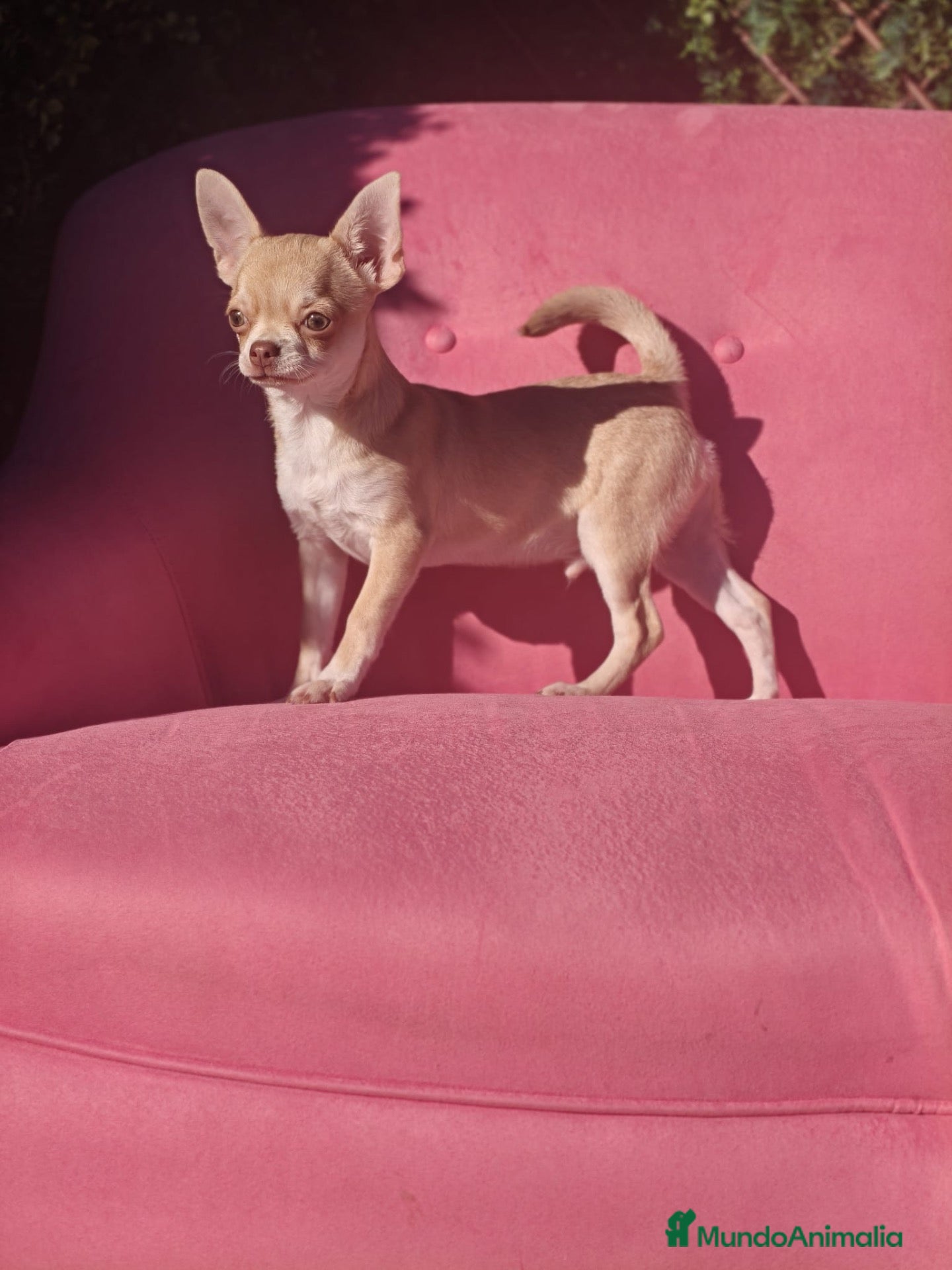 Chihuahua perros Chihuahua  - Anuncio 1