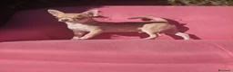 Chihuahua perros en venta: Chihuahua  - Anuncio 1