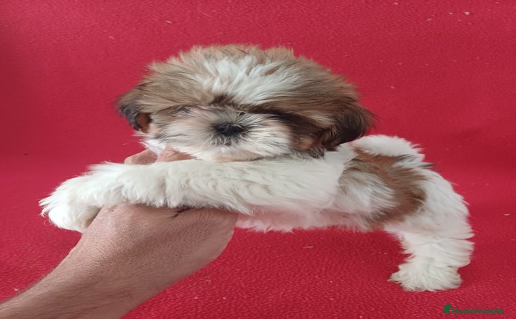Shih Tzu perros - Propaganda 1