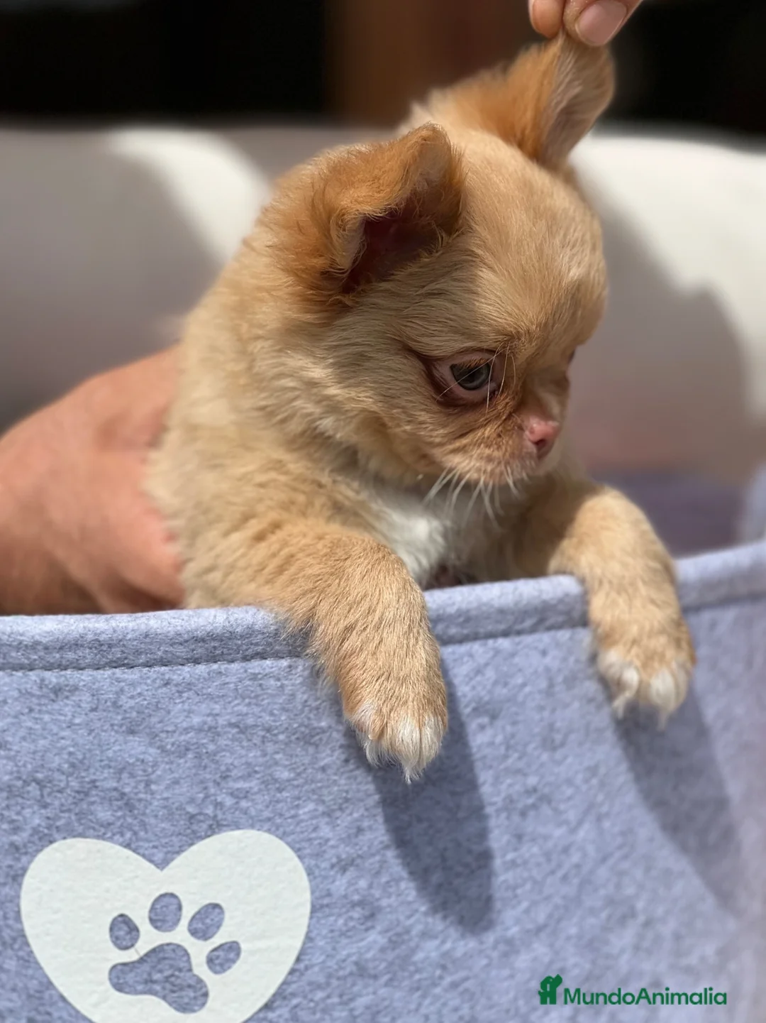 Chihuahua perros en venta: ESPECTACULAR MACHITO DE CHIHUAHUA PELO LARGO  - Anuncio 1