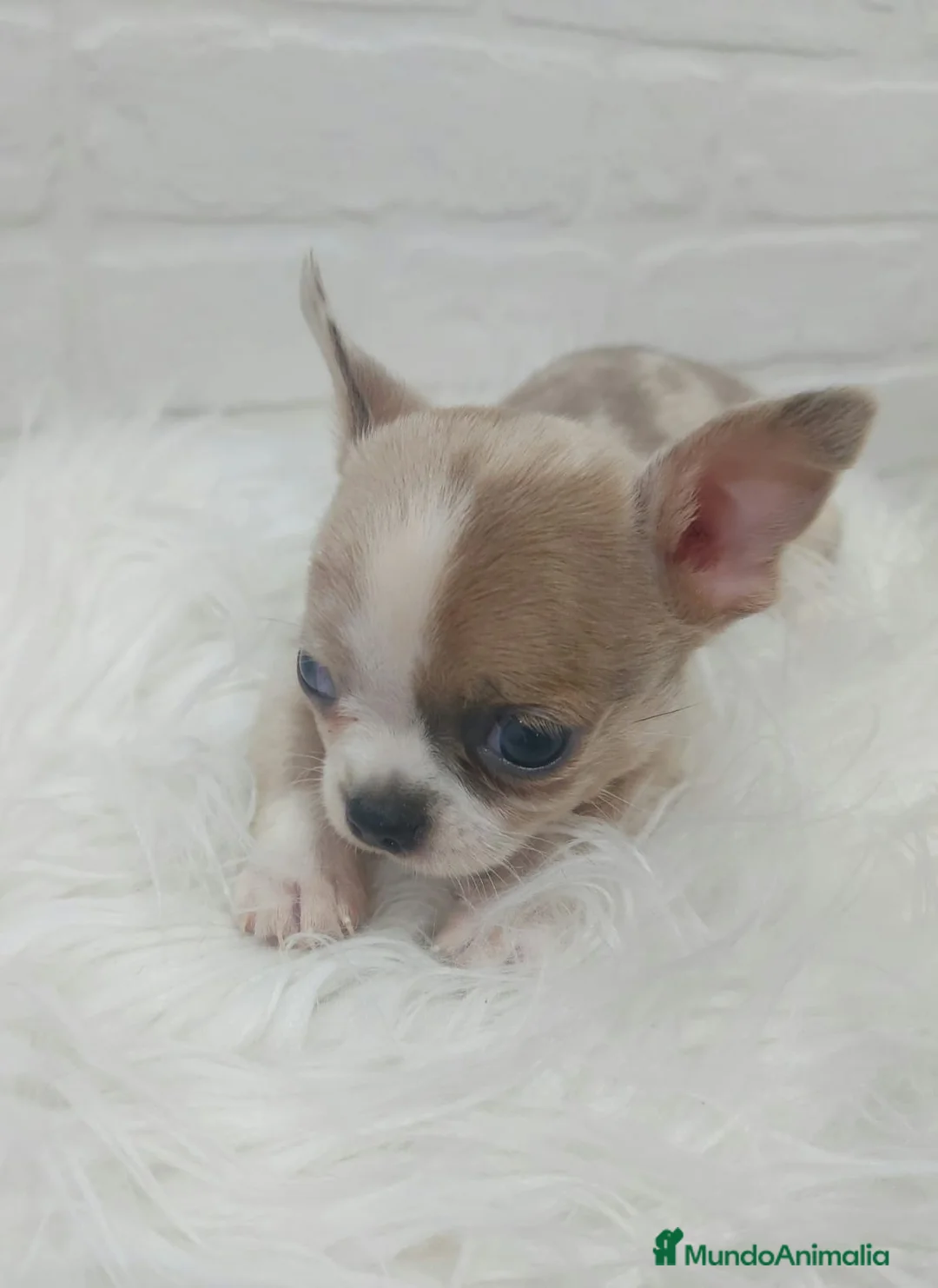 Chihuahua perros en venta: CHIHUAHUAS TOY CABEZA DE MANZANA en Sevilla - Anuncio 3