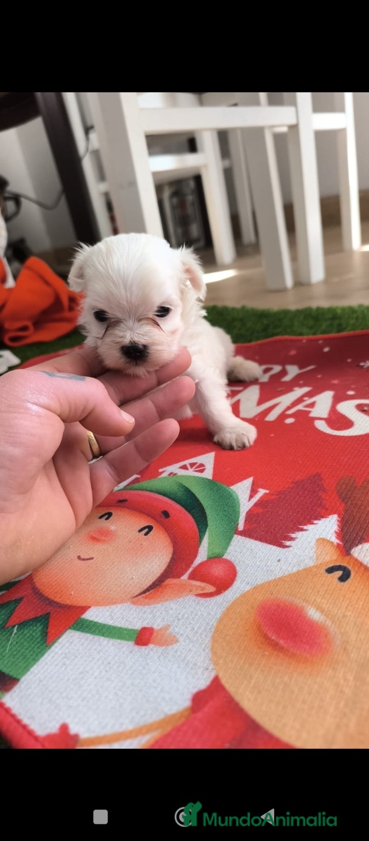 Bichón Maltés perros PRECIOSA PAREJA DE BICHON MALTES - Anuncio 10