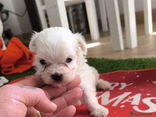 Bichón Maltés perros PRECIOSA PAREJA DE BICHON MALTES - Anuncio 1