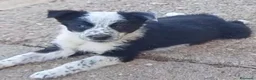 Border Collie perros en venta: Border collies - Anuncio 3