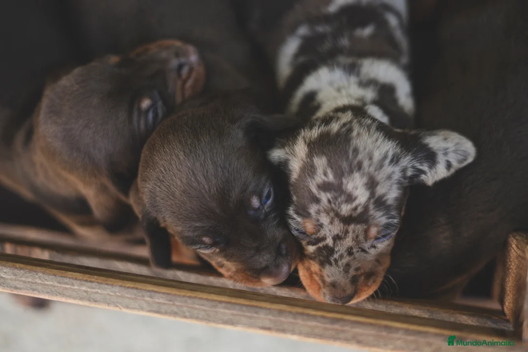 Teckel Miniatura perros en venta: Cachorro de Teckel Miniatura  en Barcelona - Anuncio 2