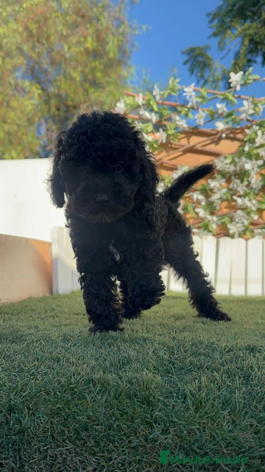 Caniche Enano perros en venta: CANICHE ENANA HEMBRA - Anuncio 2