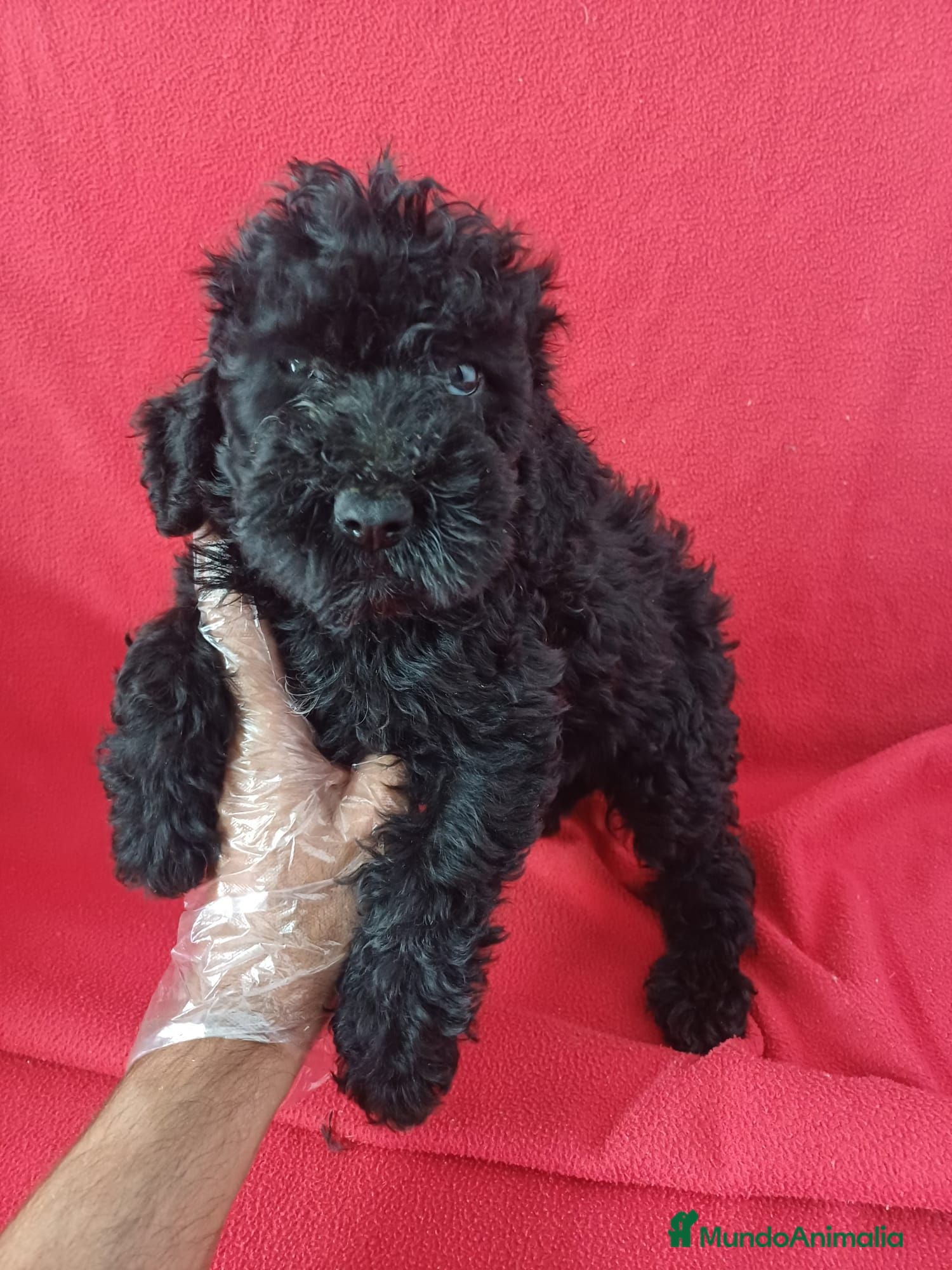 Perro de Agua Español perros Perro de Agua Español  - Anuncio 2