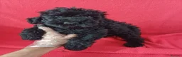Perro de Agua Español perros en venta: Perro de Agua Español  - Anuncio 1