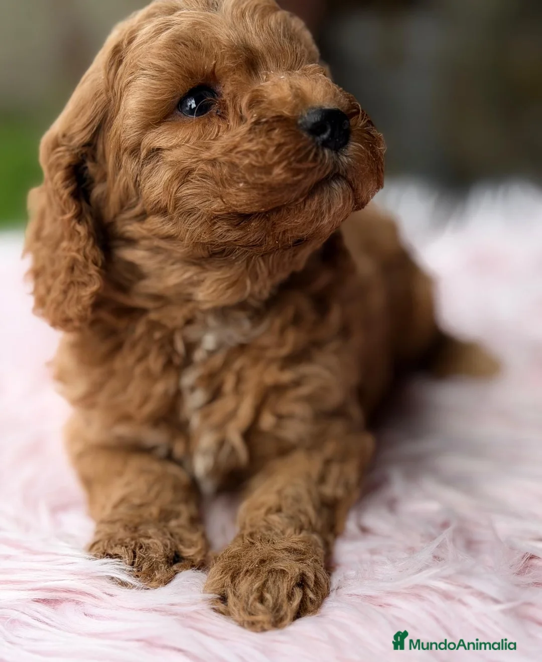 Maltipoo perros en venta: MALTIPOO F2 - Anuncio 2