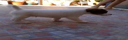 Fox Terrier de Pelo Liso perros en venta: Fox terrier pelo liso - Anuncio 4