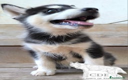 Husky Siberiano perros en venta: Hembrita de husky siberiana - Imagen 2