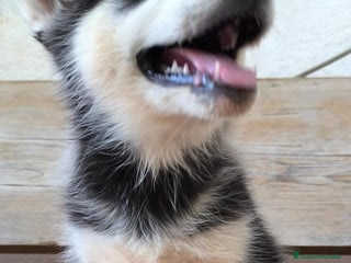 Husky Siberiano perros Hembrita de husky siberiana - Anuncio 2