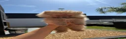 Pomerania perros en venta: Pomerania toy - Anuncio 3